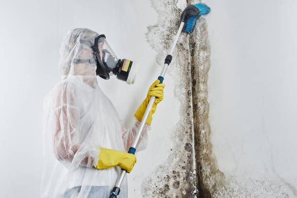Home Mold Removal in Pittsboro, NC