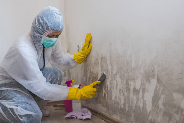 Best Toxic Mold Removal  in Pittsboro, NC