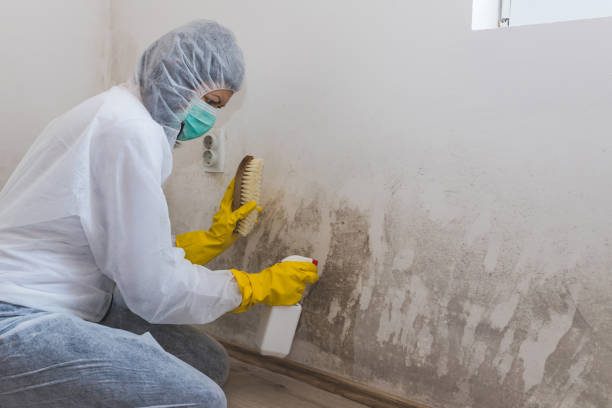 Office Mold Removal Services in Pittsboro, NC