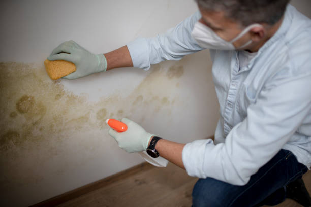 Best Home Mold Removal  in Pittsboro, NC
