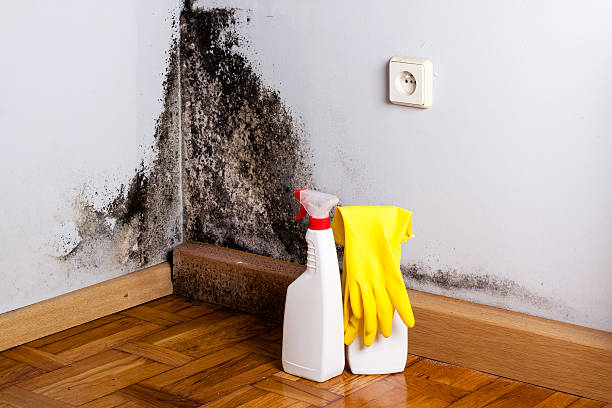 Best Office Mold Removal Services  in Pittsboro, NC